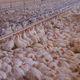 Illustration for article titled Tyson Foods Executives Assure Critics Their Chickens Physically Incapable Of Walking Even If They Had Room